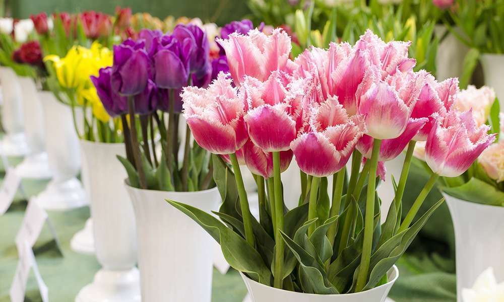 Тюльпаны в цветочном магазине онлайн-пазл