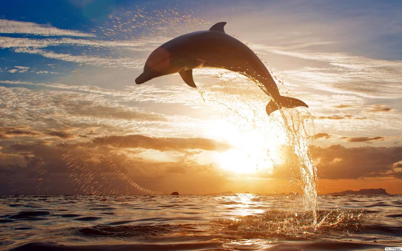 Delphin-Sonnenuntergang Online-Puzzle