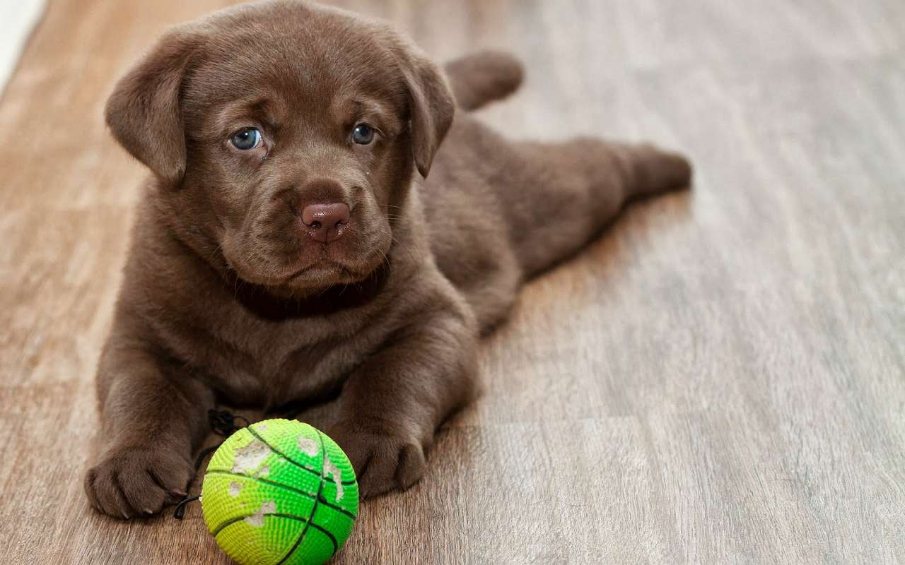 мяч с собакой онлайн-пазл