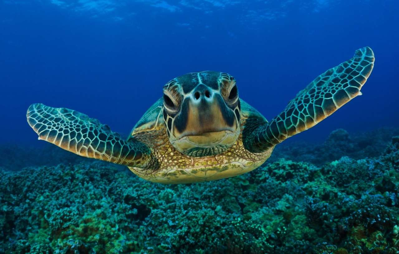 oceans turtles online puzzle