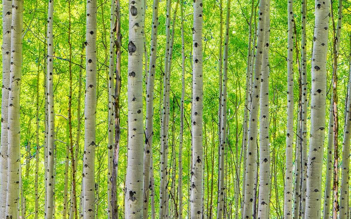 Maroon Bells Birch Forest, Colorado online puzzle