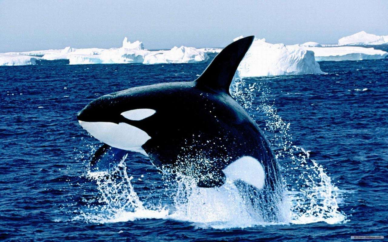Orca see live online puzzle