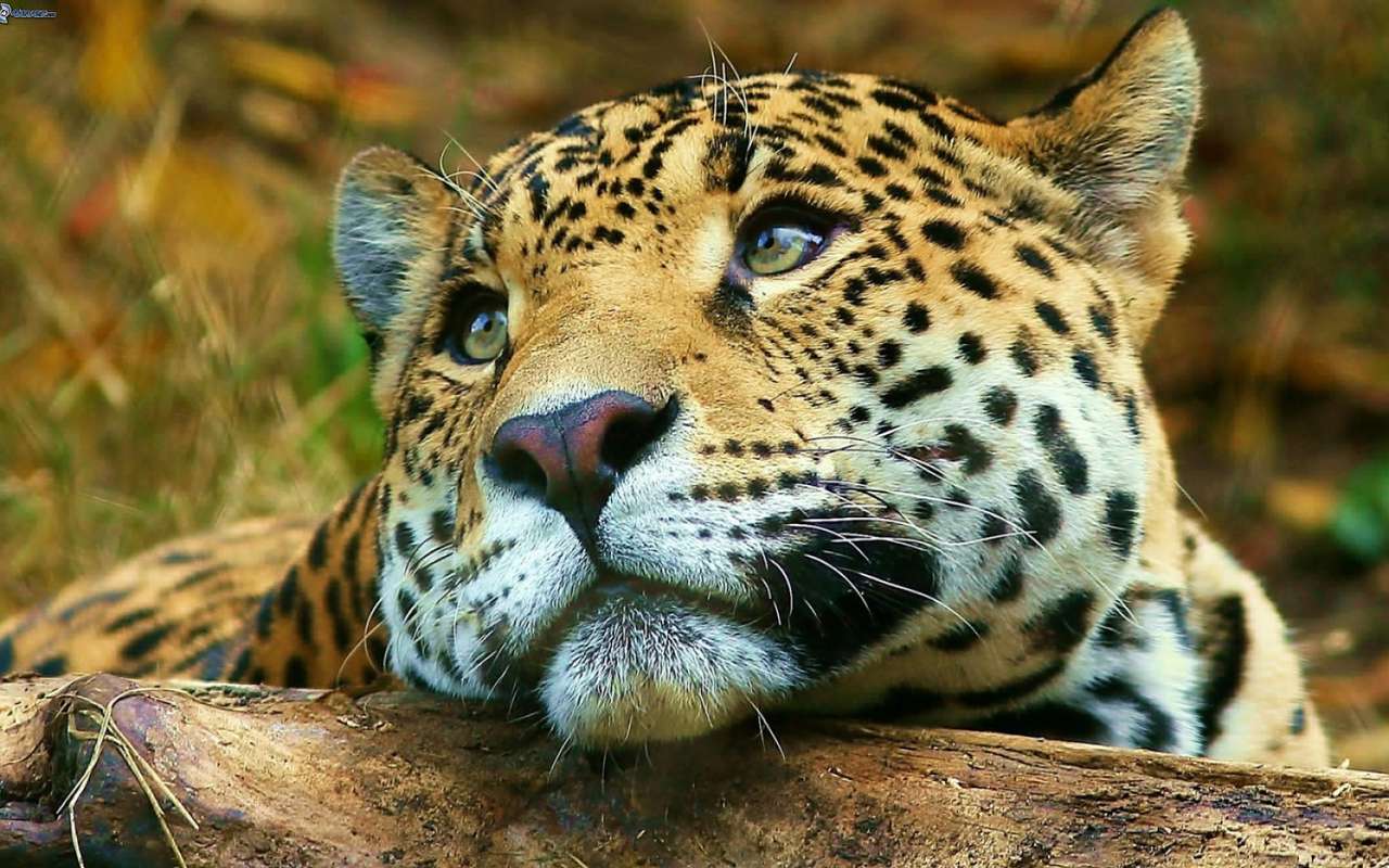 Jaguar care visează - pe cale de dispariție jigsaw puzzle online