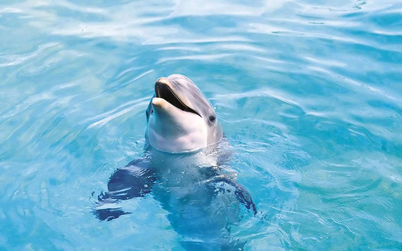 delfin-cu-capul-in-apă jigsaw puzzle online