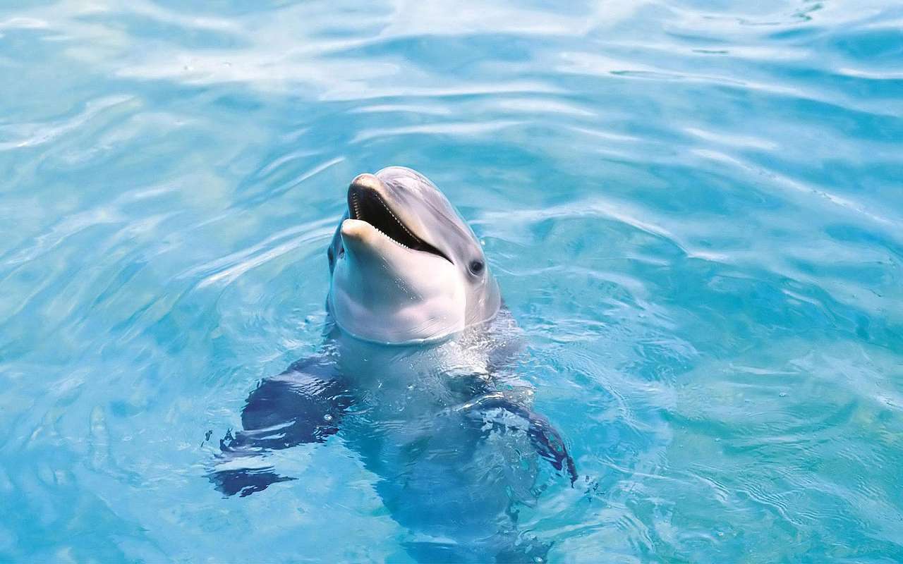 dolphin-with-his-head-out-of-the-water jigsaw puzzle online