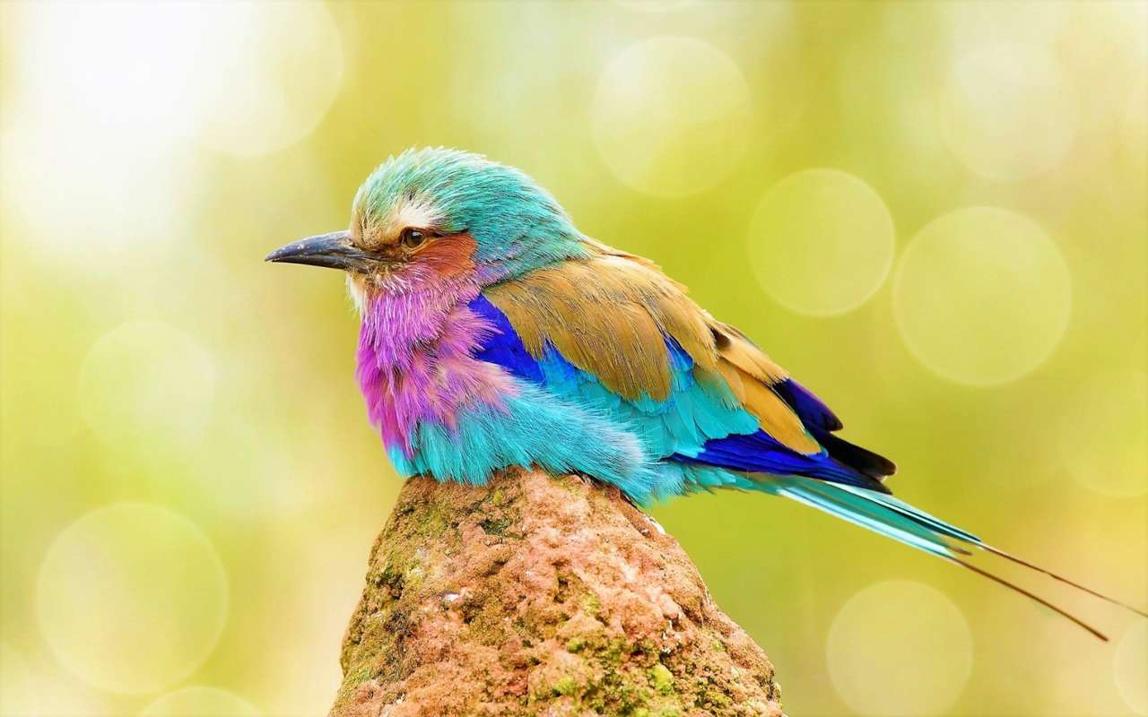 Lilac-throated Roller or Lilac-breasted Roller II jigsaw puzzle online