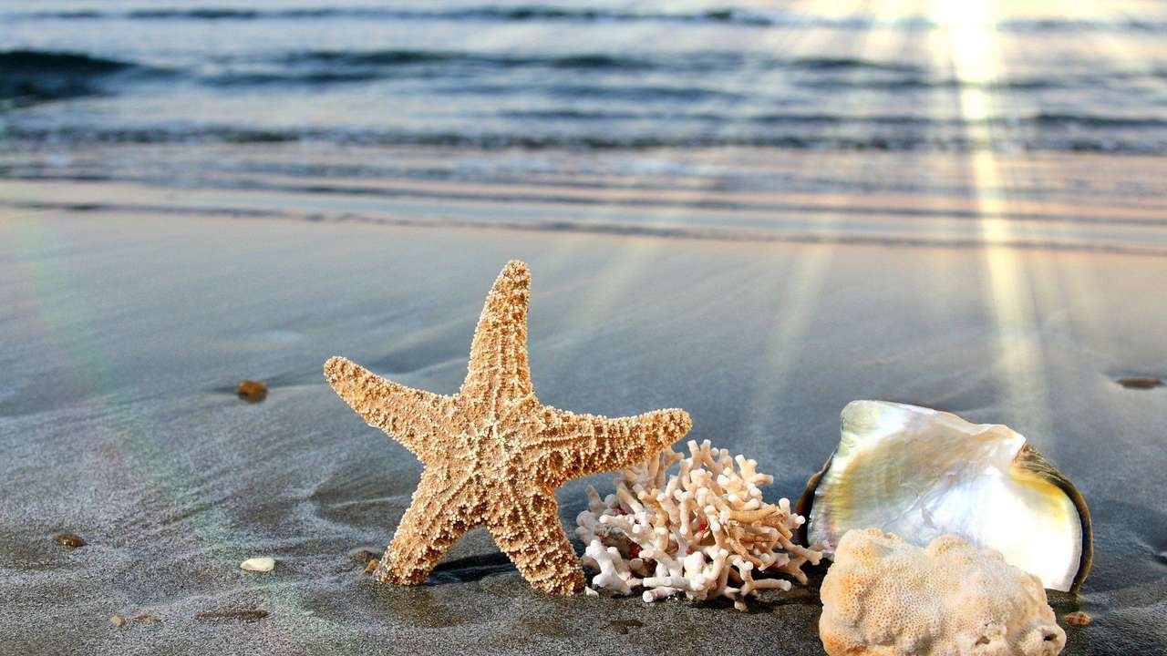 hvězdice-oceán-moře-mořský život-ryby online puzzle