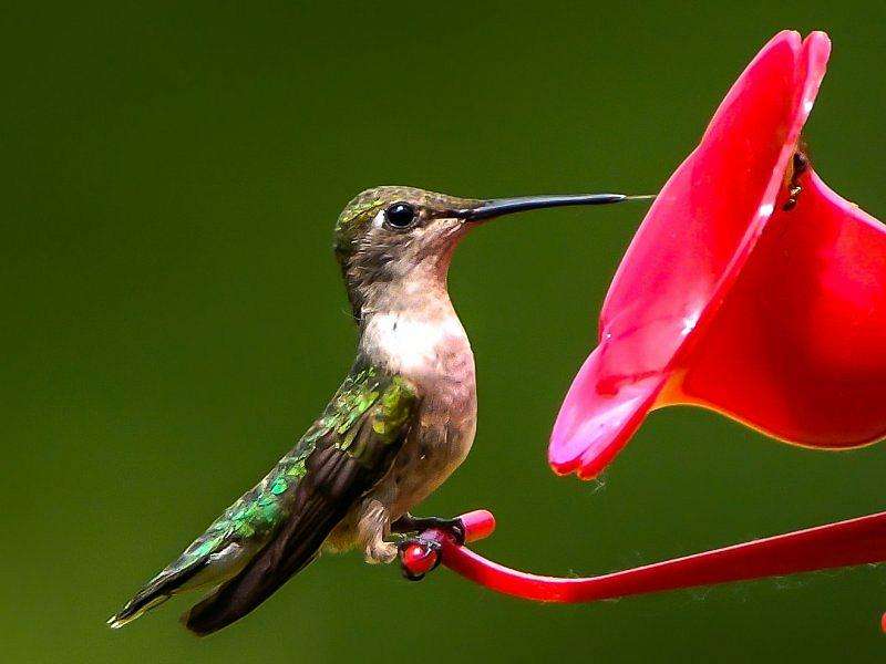 un pájaro colibrí rompecabezas en línea