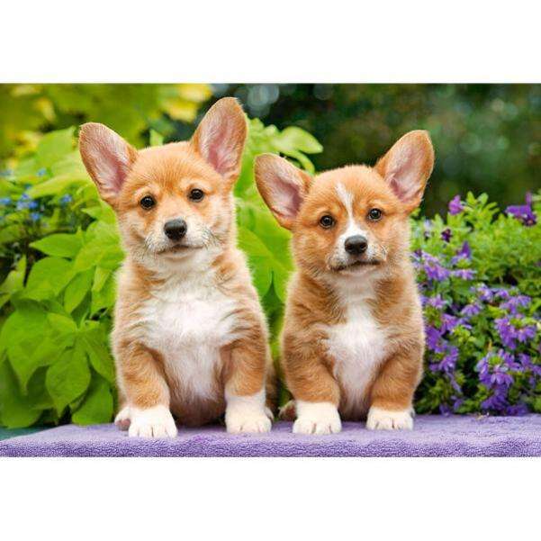 two little puppies puppies standing jigsaw puzzle online