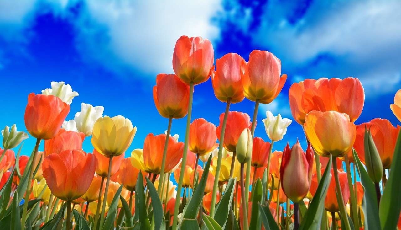 Flores de tulipanes rompecabezas en línea