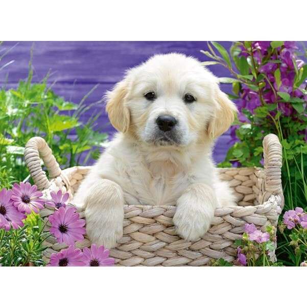 cute white puppy in basket jigsaw puzzle online