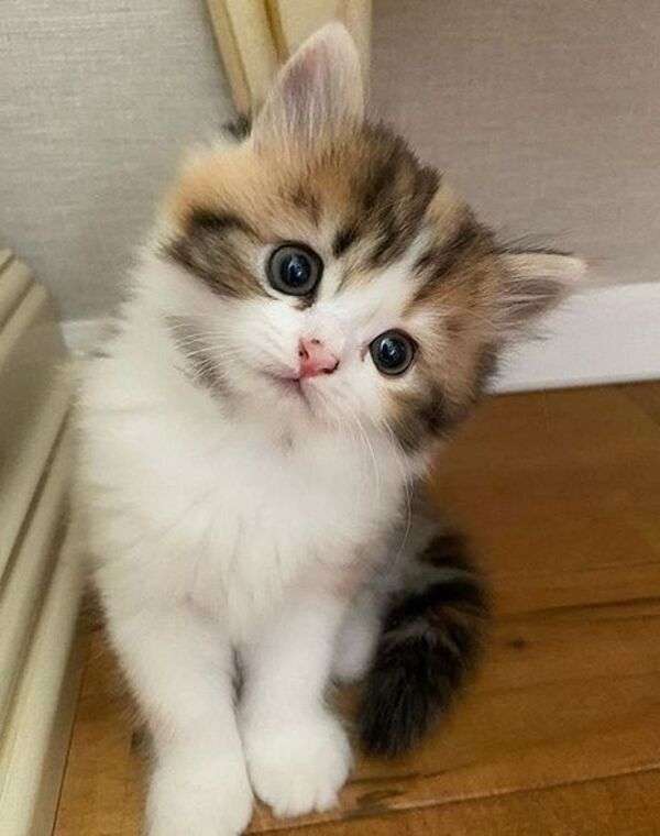 Μικρό γατάκι με τρυφερό βλέμμα παζλ online