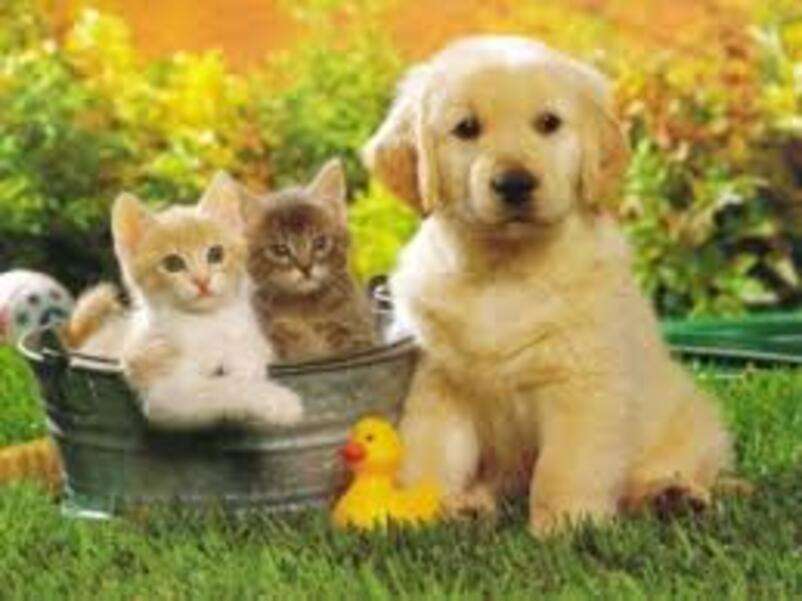 Dvě koťátka v kbelíku online puzzle