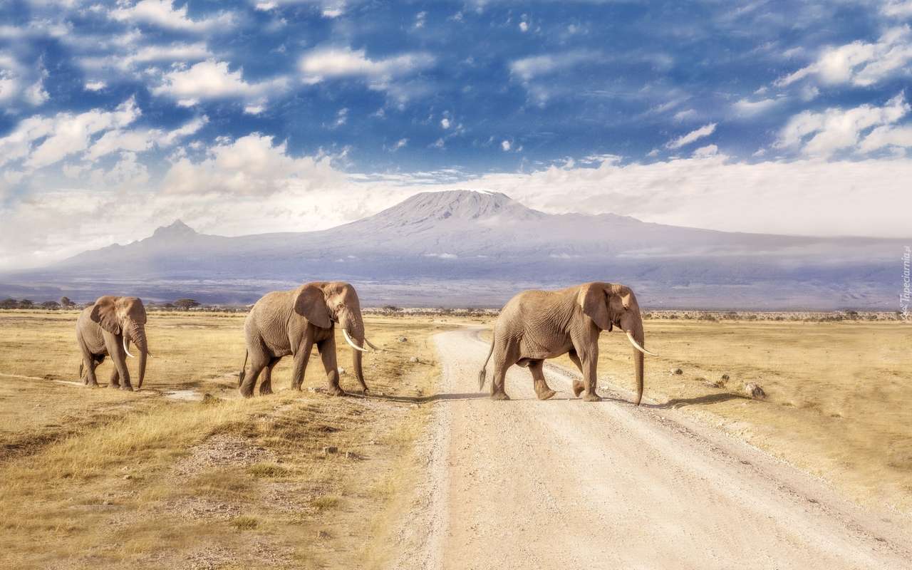 Elefanterna har gått på promenad Pussel online