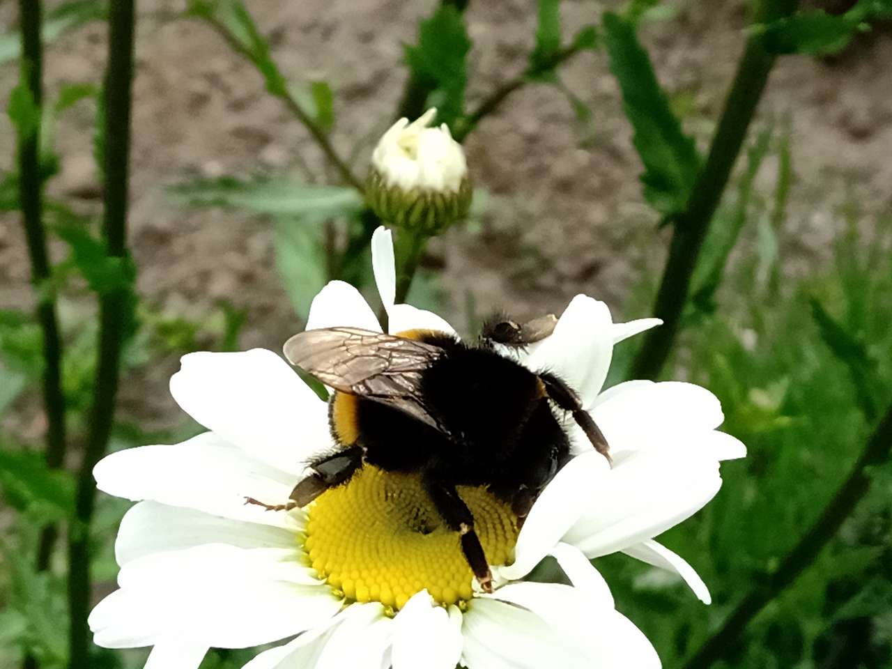 bumblebee online puzzle