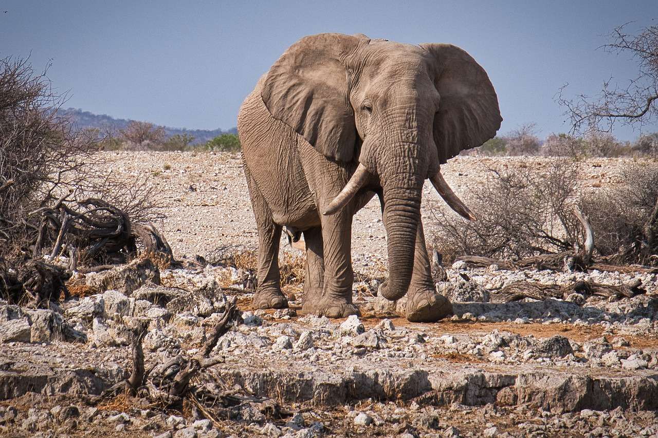 Slon Etosha Namibie skládačky online
