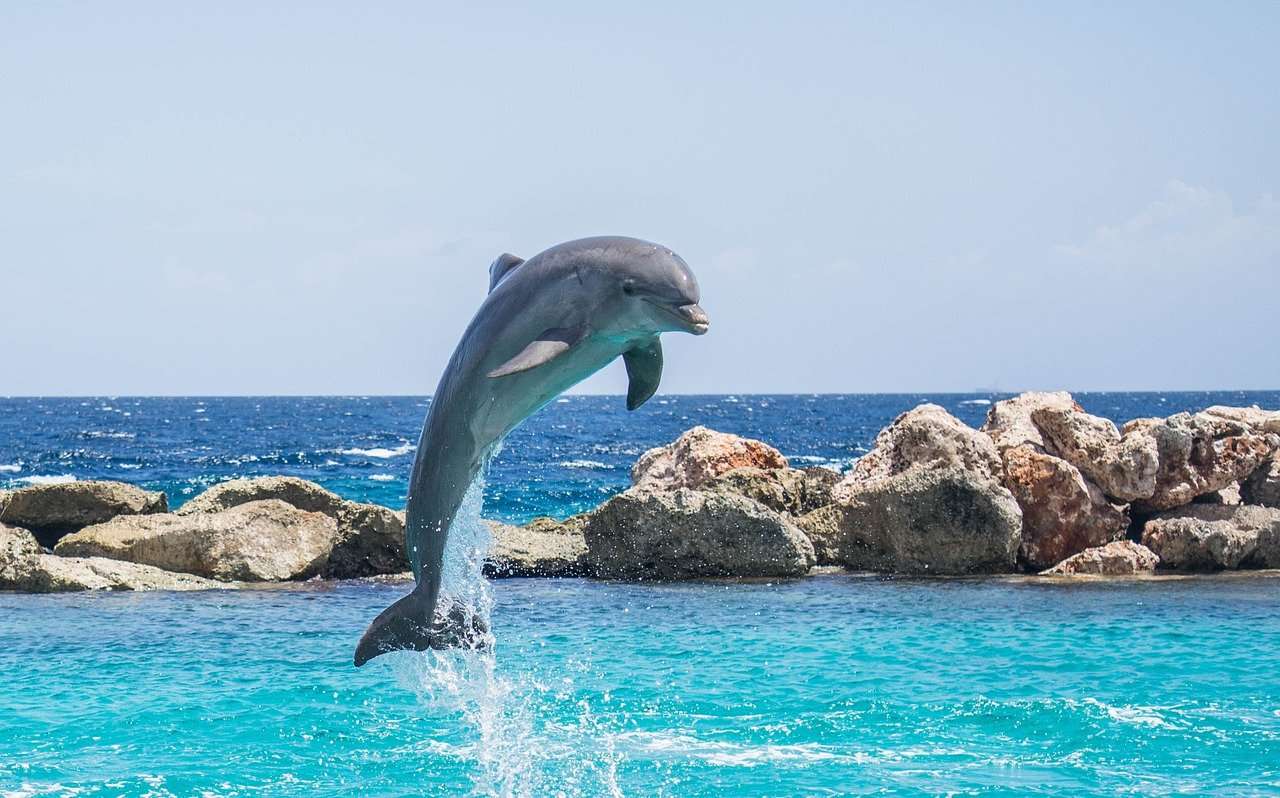 Delfinakvarium pussel på nätet