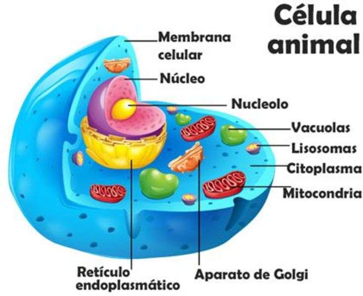 ANIMAL CELL jigsaw puzzle online