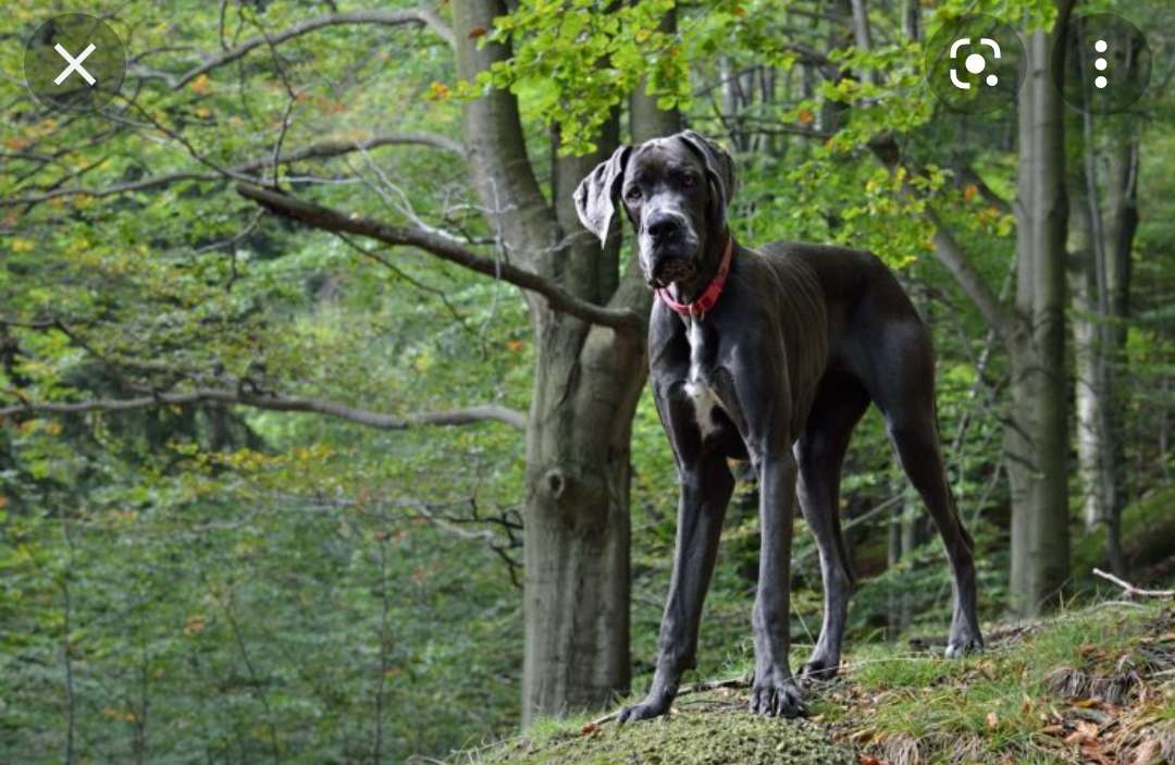 Kis aranyos kutyus az erdőben kirakós online