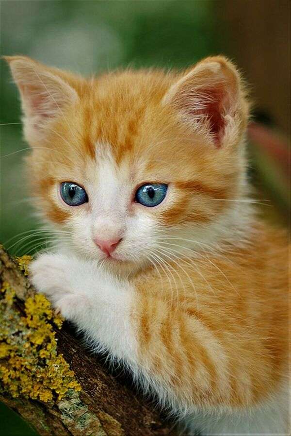 Бебе коте със сини очи онлайн пъзел