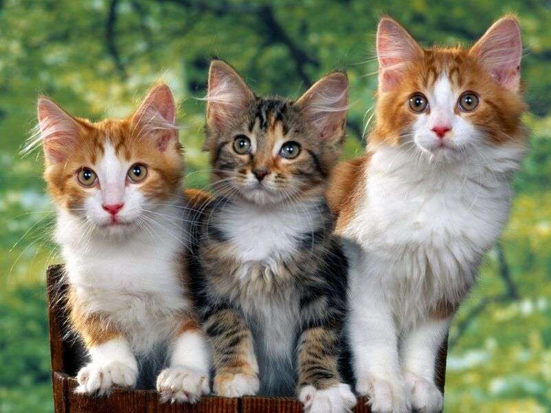 Tre mycket uppmärksamma kattungar pussel på nätet