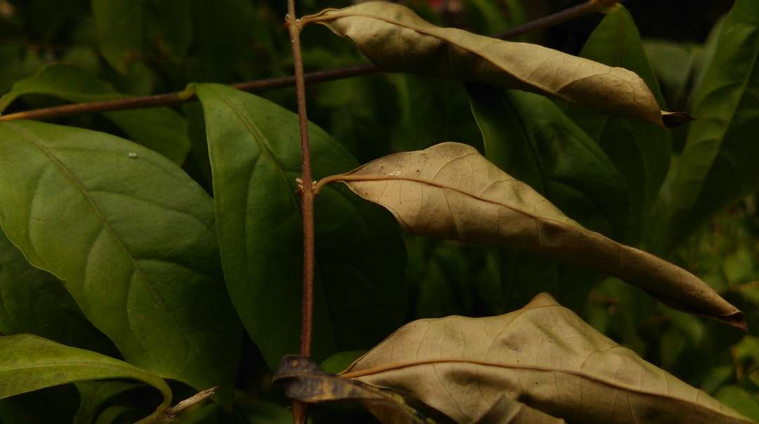 feuilles vertes sur sol brun puzzle en ligne