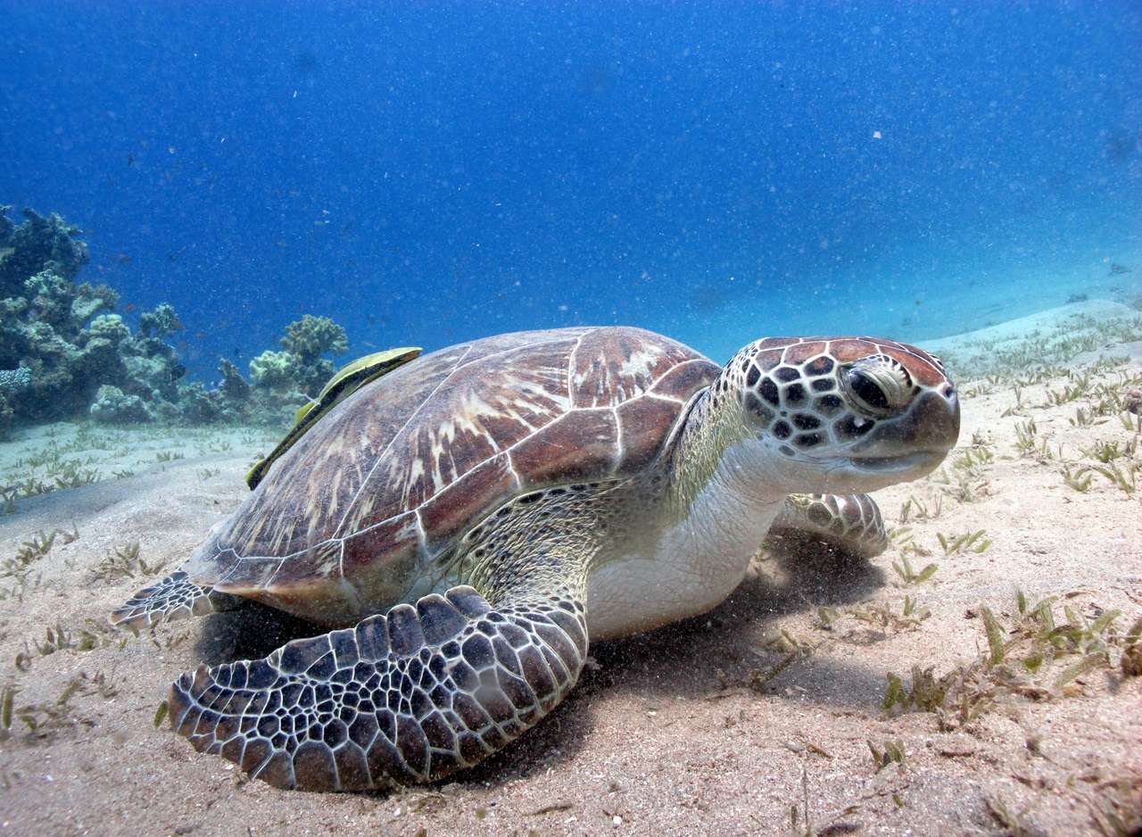 θαλάσσια χελώνα παζλ online