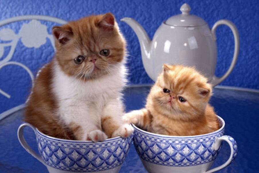 Кошенята, напхані в чашки №1 головоломка