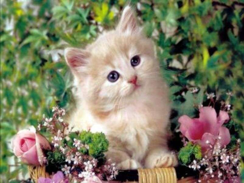Krásné kotě mezi květinami online puzzle