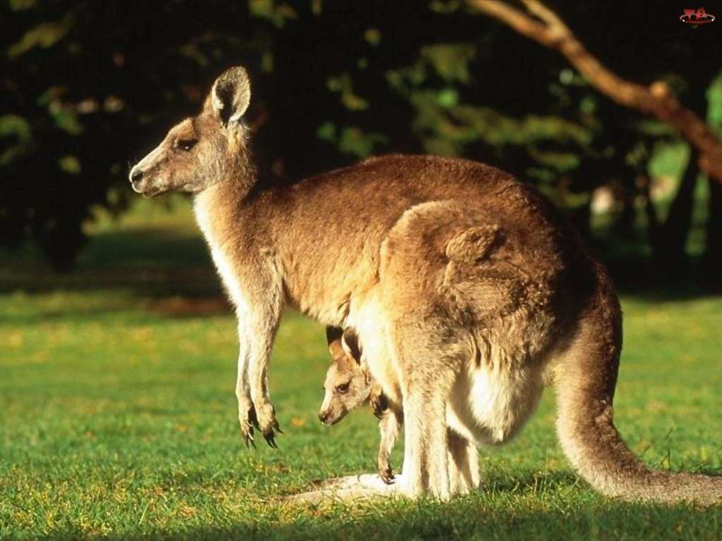 Weibchen mit einem Babykänguru in einer Tasche Online-Puzzle