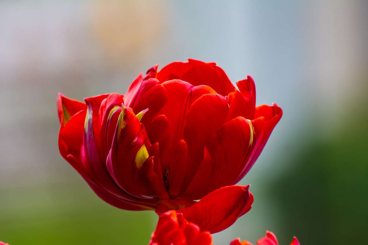 tulipano rosso puzzle online