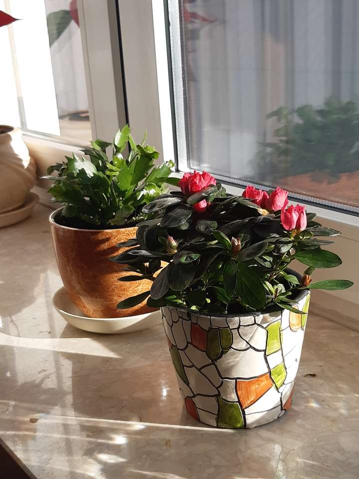 pots de fleurs sur le rebord de la fenêtre puzzle en ligne