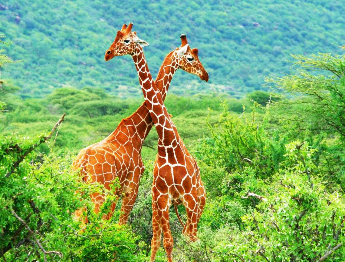 GIRAFE TRENCACLOSQUES jigsaw puzzle online