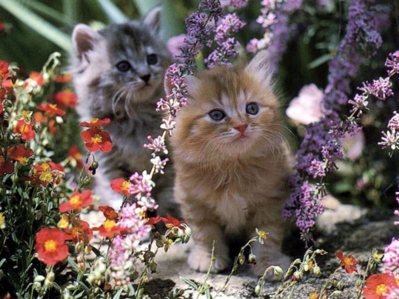Два котенка среди цветов онлайн-пазл
