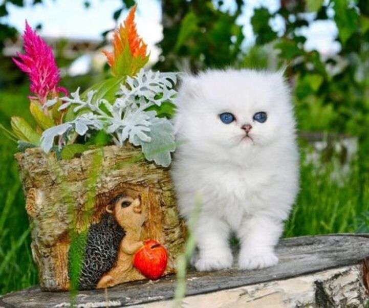 Weißes Kätzchen, das auf Baumstamm sitzt Puzzlespiel online