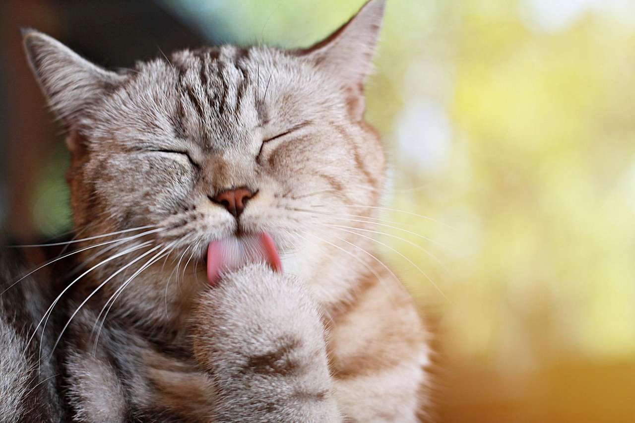 cat with tongue online puzzle