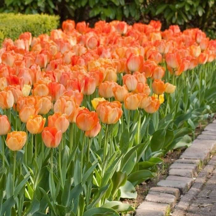 gyönyörű tulipánok online puzzle