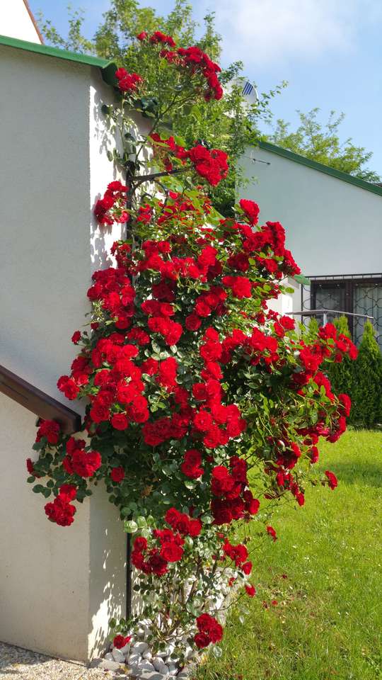 růže v zahradě skládačky online