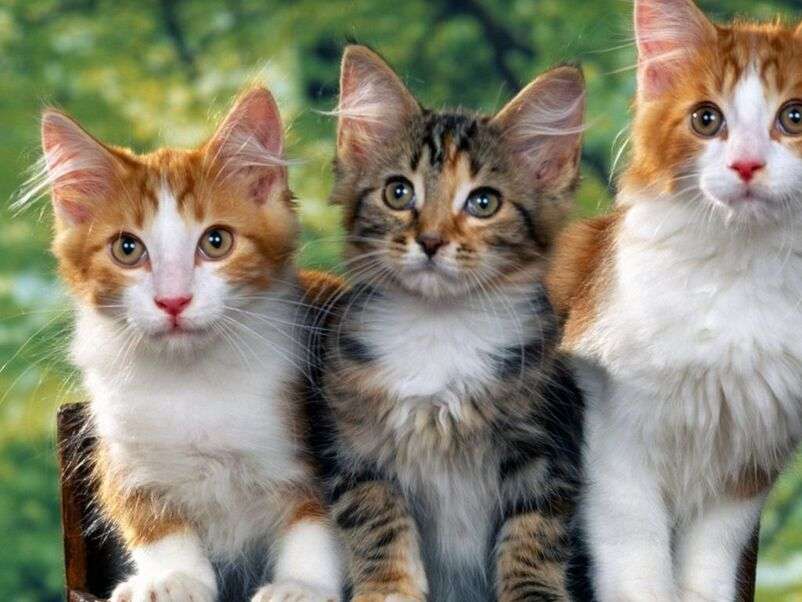 Drie schattige en mooie kittens online puzzel
