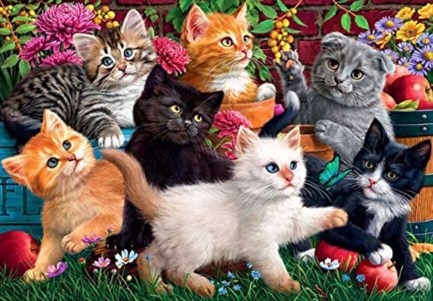 Sette bellissimi gattini pelosi puzzle online