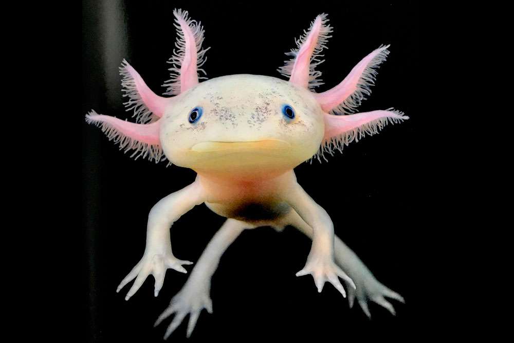 mexický axolotl skládačky online