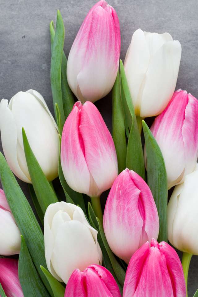 Біло-рожеві тюльпани пазл онлайн