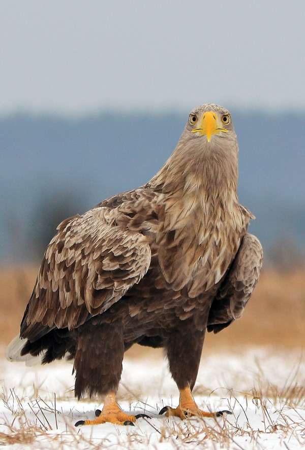 White-tailed Eagle jigsaw puzzle online