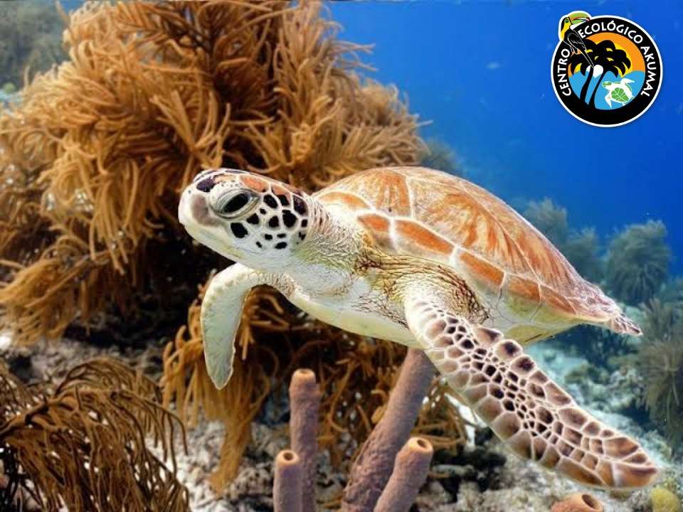 Tartaruga no recife de coral quebra-cabeças online