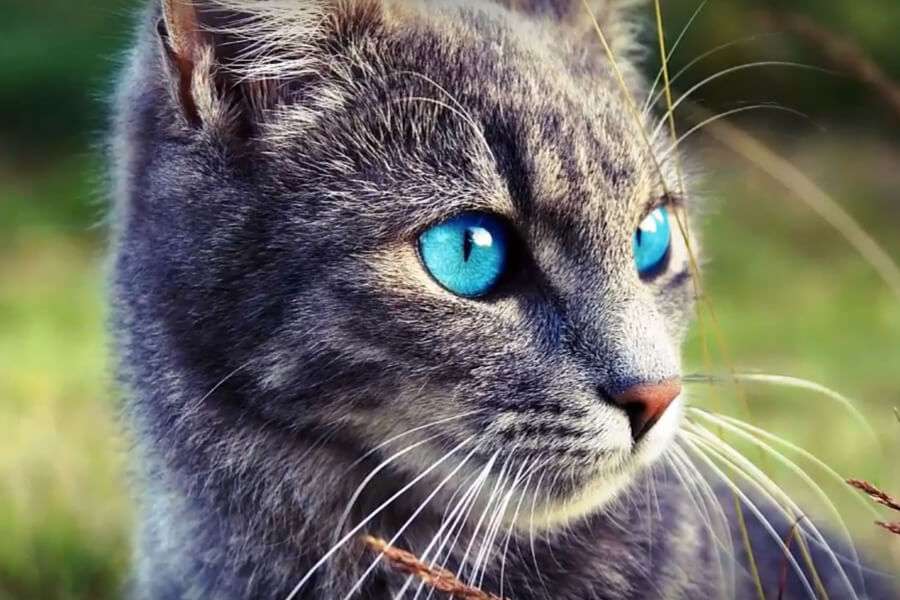 Gatto- Ojos Azules con gli occhi azzurri puzzle online