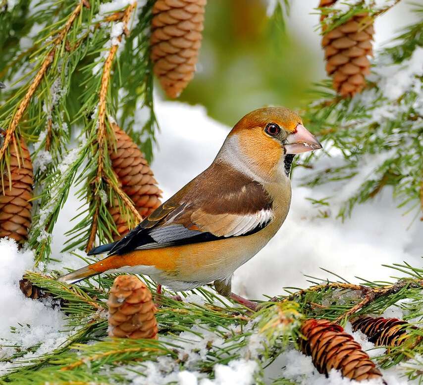 малка птичка в снега онлайн пъзел