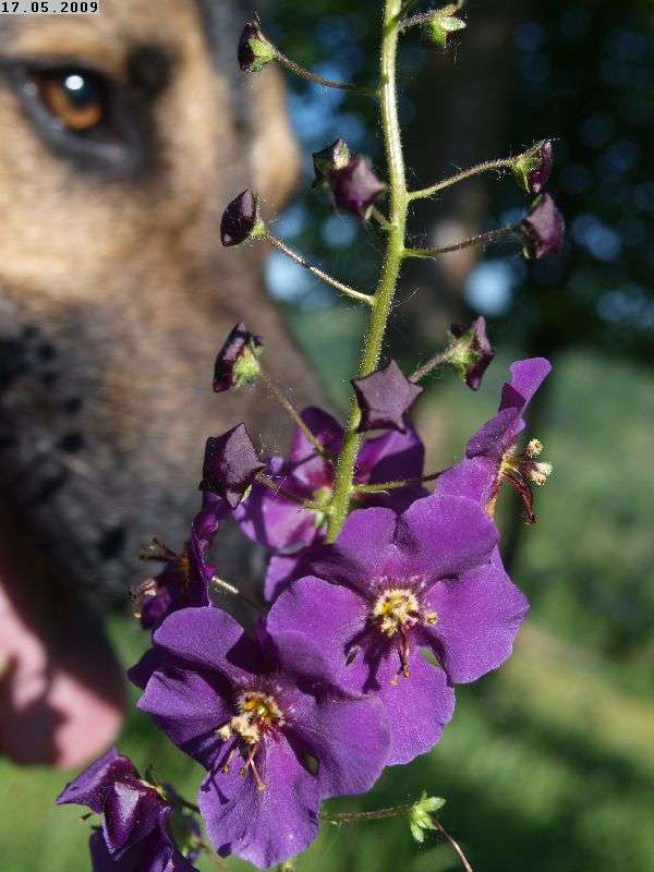 hund och blomma Pussel online