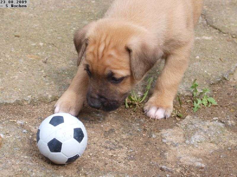 щенок с мячом пазл онлайн