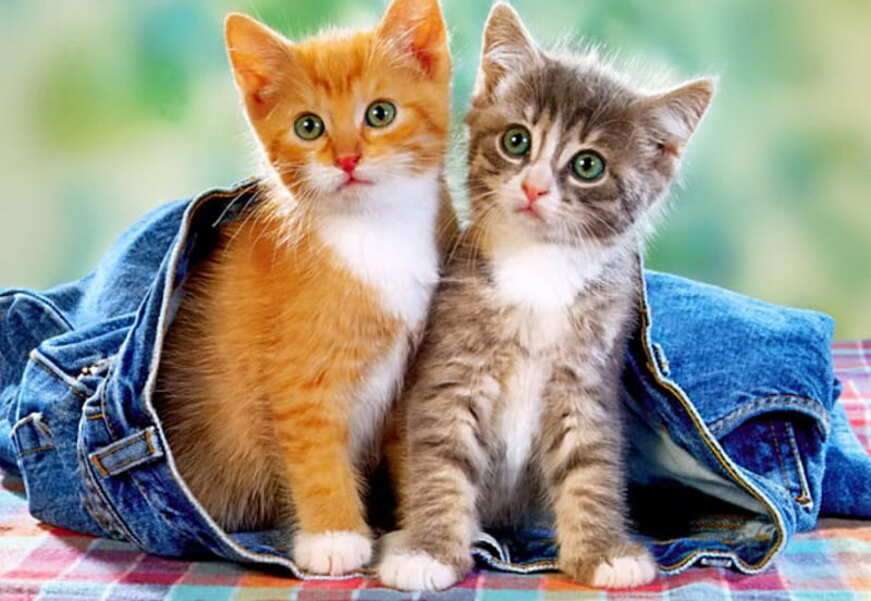 Gatitos metidos en un pantalón rompecabezas en línea