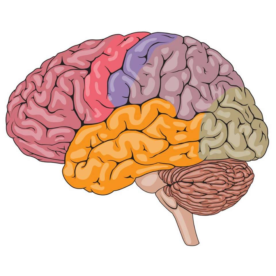 Mozek. online puzzle